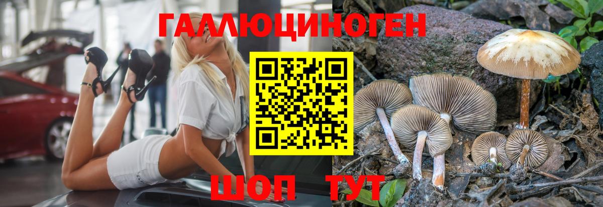 Псилоцибиновые грибы Psilocybe Гатчина